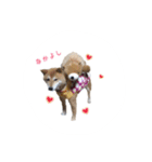 柴犬 びびちゃん（個別スタンプ：6）