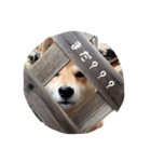 柴犬 びびちゃん（個別スタンプ：7）