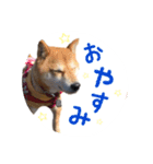 柴犬 びびちゃん（個別スタンプ：8）