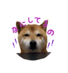柴犬 びびちゃん（個別スタンプ：9）