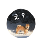 柴犬 びびちゃん（個別スタンプ：10）