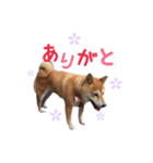 柴犬 びびちゃん（個別スタンプ：11）