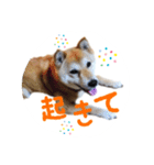 柴犬 びびちゃん（個別スタンプ：12）