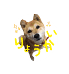柴犬 びびちゃん（個別スタンプ：13）