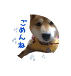 柴犬 びびちゃん（個別スタンプ：14）