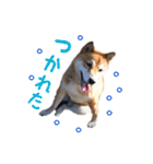柴犬 びびちゃん（個別スタンプ：15）