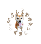 柴犬 びびちゃん（個別スタンプ：16）