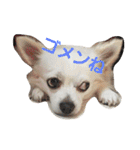 プリン君のしあわせスタンプ②（個別スタンプ：2）
