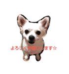 プリン君のしあわせスタンプ②（個別スタンプ：3）