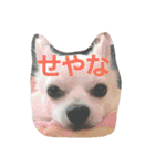 プリン君のしあわせスタンプ②（個別スタンプ：11）
