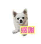 プリン君のしあわせスタンプ②（個別スタンプ：13）