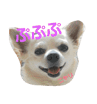 プリン君のしあわせスタンプ②（個別スタンプ：17）