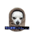 プリン君のしあわせスタンプ②（個別スタンプ：19）