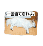 プリン君のしあわせスタンプ②（個別スタンプ：25）