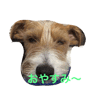 可愛いジャックラッセル犬、バギー（個別スタンプ：1）