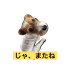 可愛いジャックラッセル犬、バギー（個別スタンプ：2）