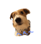 可愛いジャックラッセル犬、バギー（個別スタンプ：3）