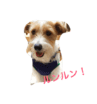 可愛いジャックラッセル犬、バギー（個別スタンプ：4）