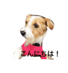 可愛いジャックラッセル犬、バギー（個別スタンプ：5）