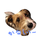 可愛いジャックラッセル犬、バギー（個別スタンプ：7）