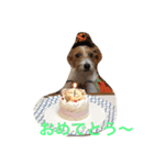 可愛いジャックラッセル犬、バギー（個別スタンプ：8）