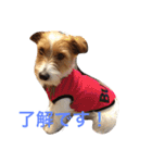 可愛いジャックラッセル犬、バギー（個別スタンプ：9）