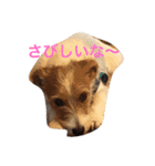 可愛いジャックラッセル犬、バギー（個別スタンプ：10）