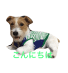 可愛いジャックラッセル犬、バギー（個別スタンプ：11）