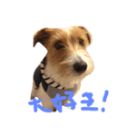 可愛いジャックラッセル犬、バギー（個別スタンプ：12）