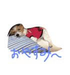 可愛いジャックラッセル犬、バギー（個別スタンプ：13）