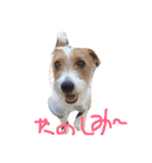 可愛いジャックラッセル犬、バギー（個別スタンプ：14）