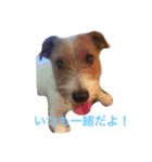 可愛いジャックラッセル犬、バギー（個別スタンプ：15）