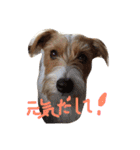 可愛いジャックラッセル犬、バギー（個別スタンプ：16）