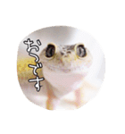 モドキなスタンプ（個別スタンプ：35）