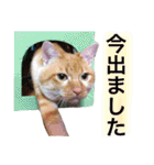 チワワとニャンズ（個別スタンプ：2）
