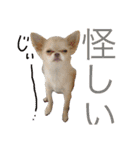 チワワとニャンズ（個別スタンプ：12）