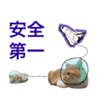 チワワとニャンズ（個別スタンプ：16）