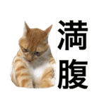 チワワとニャンズ（個別スタンプ：18）