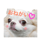 チワワとニャンズ（個別スタンプ：20）