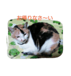 nyaのstamp2（個別スタンプ：1）