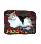 nyaのstamp2（個別スタンプ：3）