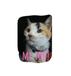 nyaのstamp2（個別スタンプ：4）