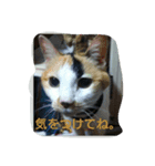 nyaのstamp2（個別スタンプ：5）