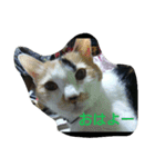 nyaのstamp2（個別スタンプ：6）