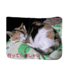 nyaのstamp2（個別スタンプ：7）