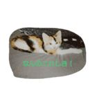 nyaのstamp2（個別スタンプ：13）