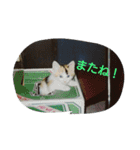 nyaのstamp2（個別スタンプ：15）