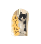 のびーむ（個別スタンプ：7）