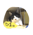 のびーむ（個別スタンプ：11）