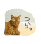 のびーむ（個別スタンプ：15）